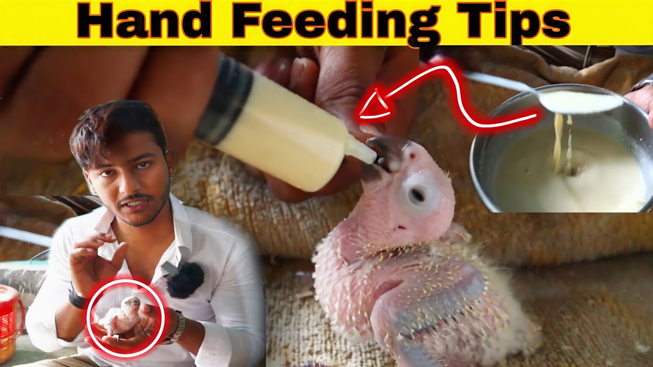 How To Handfeed Bird Chicks Properly / Birds Parrots Chicks Hand Feeding Tips.