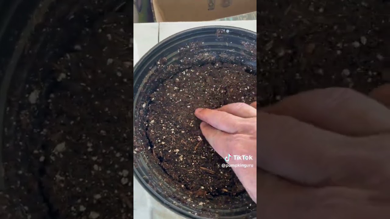 Starting our Atlantic Giant seeds