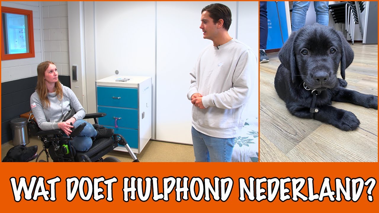 Waarom is een hulphond belangrijk en hoe kan jij helpen?! | DierenpraatTV