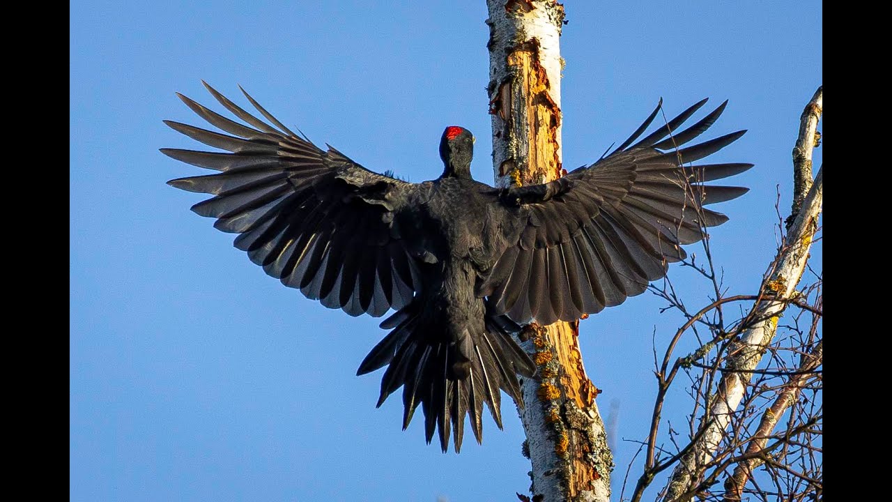 Black woodpecker/Spillkr&aring;ka