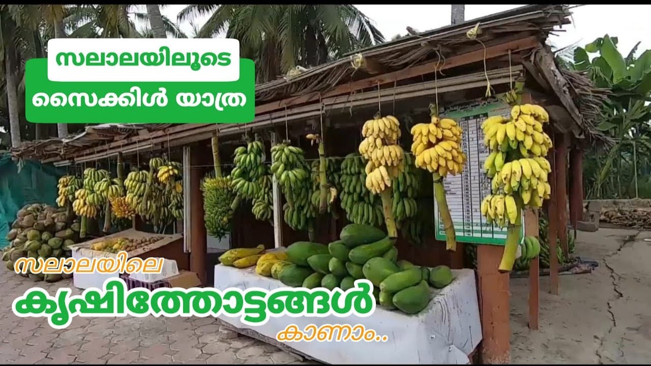 സലാലയിലെ കൃഷിത്തോട്ടങ്ങൾ| Explore Salalah on Bicycle| Video#1