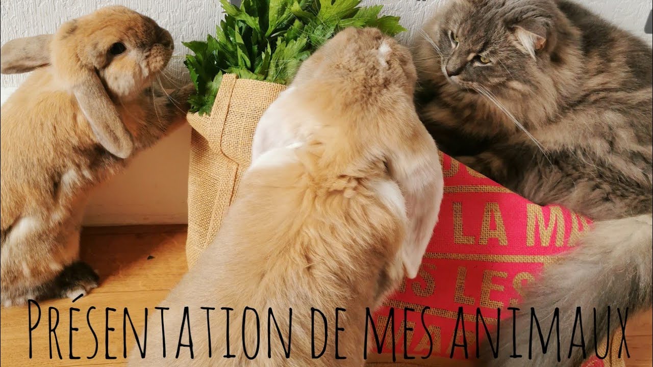 Présentation de mes animaux 🐰🐱