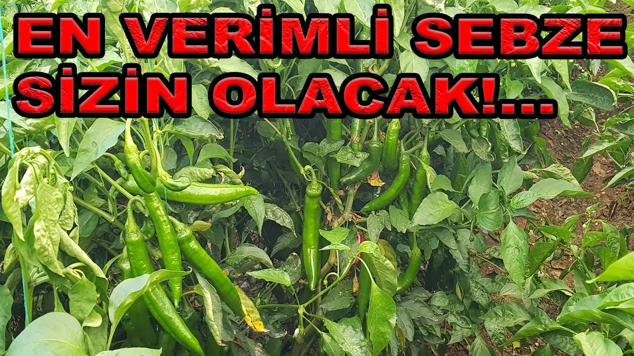 BİBER ÜRETİMİNDE BU HATALARI YAPMA, ÇOK KAZAN!!!