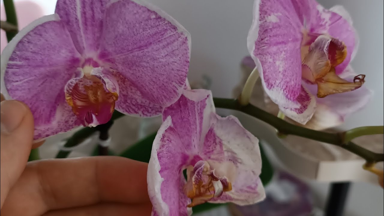orkidelerimi trips mahvetti çözüm yolları anlatımı