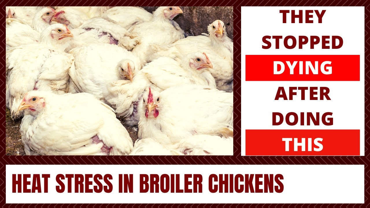 ACT FAST | How to Manage Broilers Chicken Heat Stroke