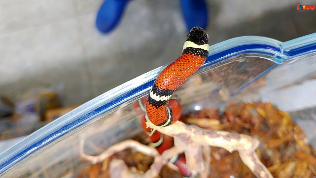 🐍Serpiente FALSA CORAL  (Lampropeltis Triangulum Sinaloae ) Pajarer&iacute;a Amazonas | by ioco Tv