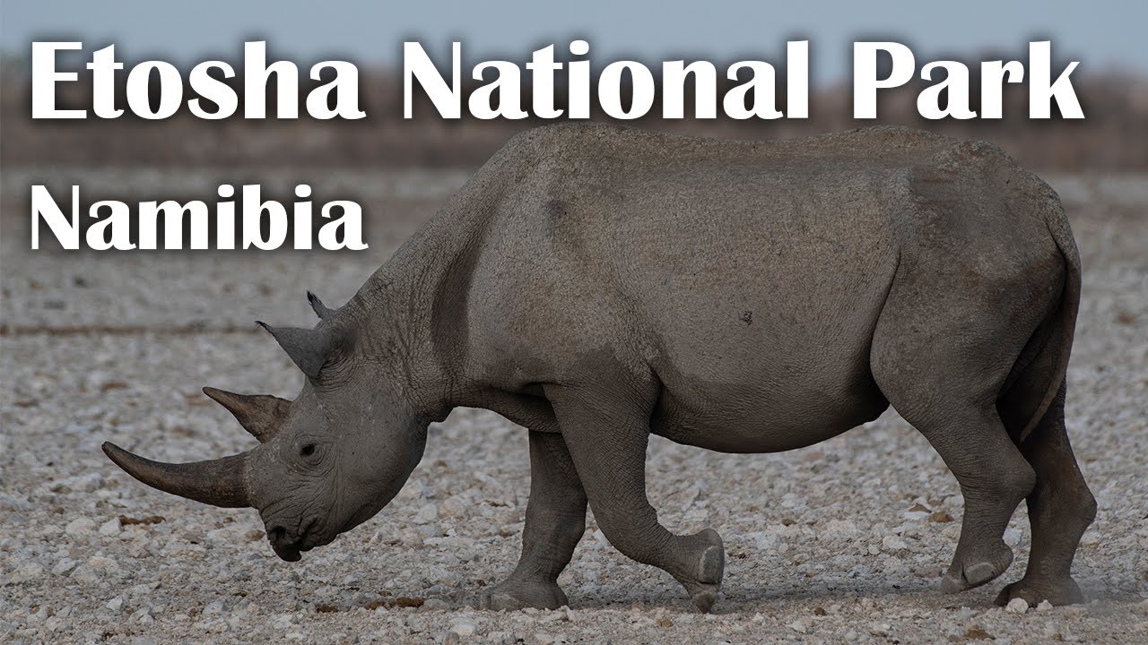 Namibia - Etosha National Park