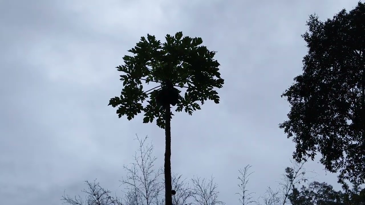 Sakah lam video...🌿💨 Report ka'n pe vêl mai mai..Keima tân...😁😅🙈