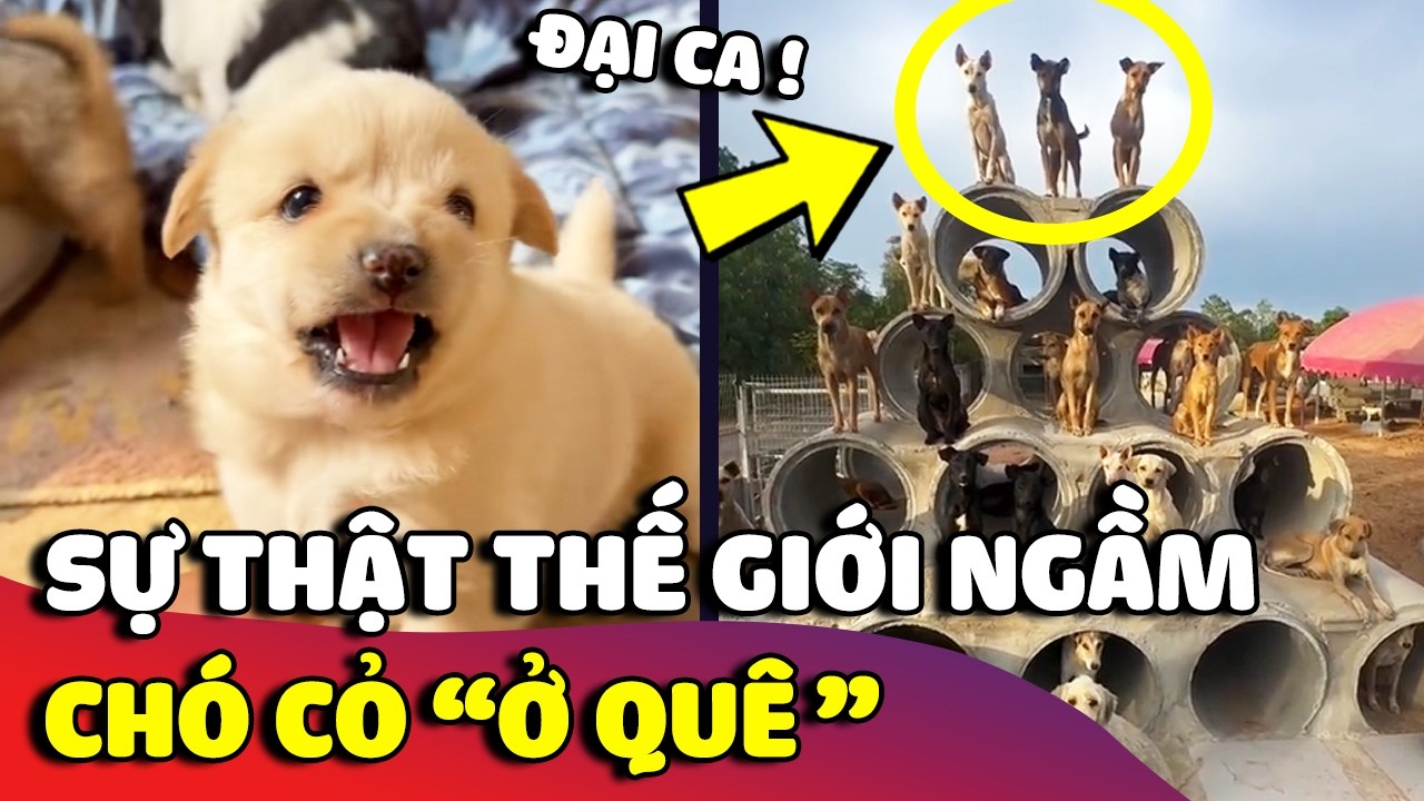 Thế giới ngầm 'CH&Oacute; CỎ' ở qu&ecirc; m&agrave; c&oacute; thể c&aacute;c bạn chưa biết 😅 | G&acirc;u Đần