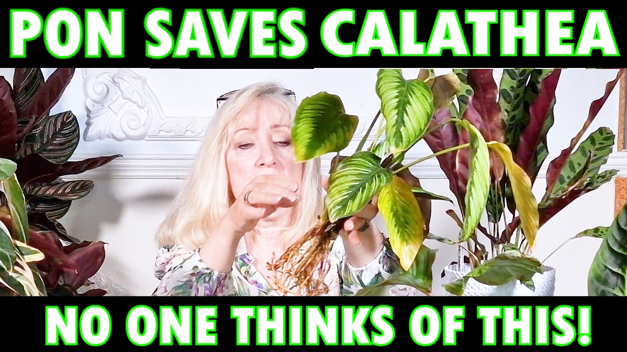 CALATHEA IN *LECHUZA PON* Prayer Plants | 2 EASY ways CHANGE EVERYTHING | LIGHT & FEED