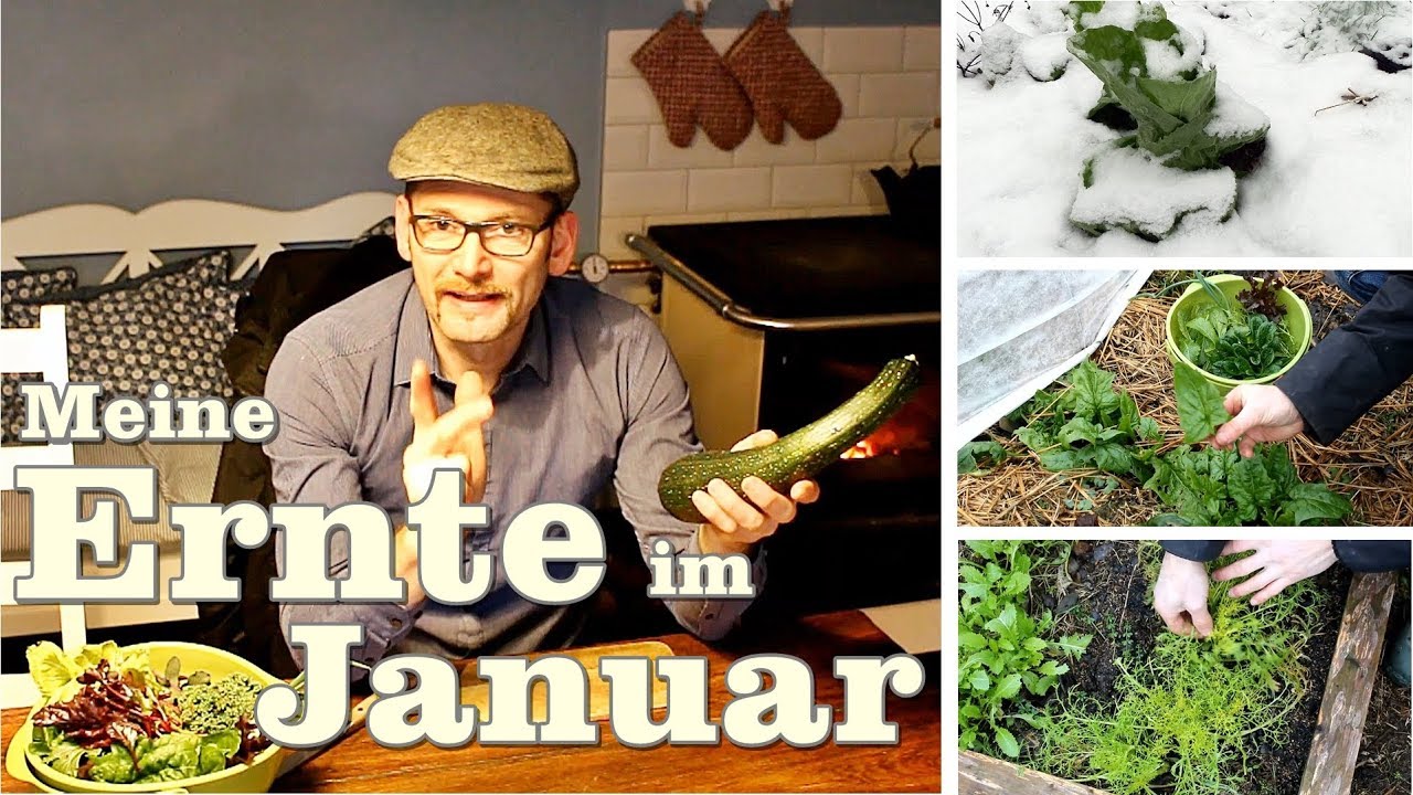 Meine Ernte im Januar,  Wintergemüse, Salat, Möhren und Spinat im Gewächshaus