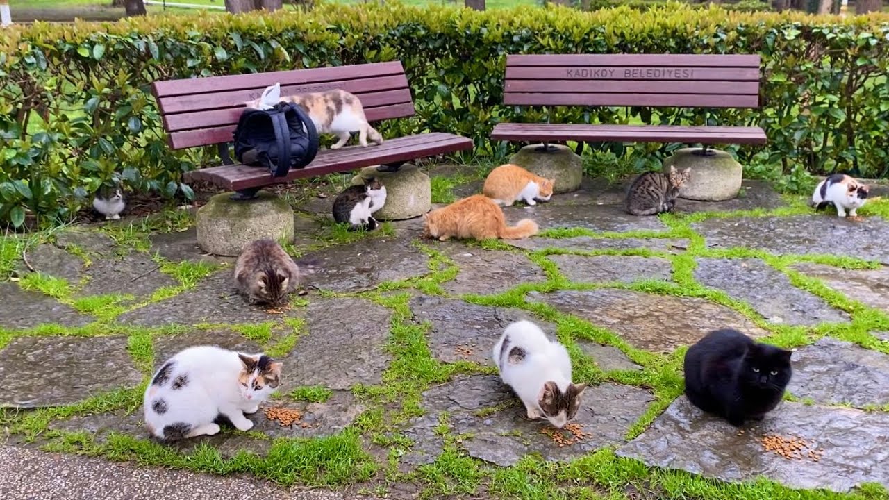 The cats living in the park are incredibly beautiful. I gave them food.