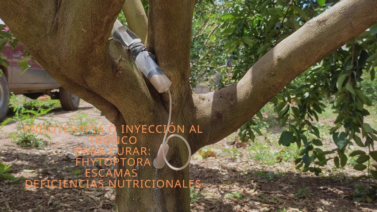 endoterapia o inyección al tronco de árboles frutales.