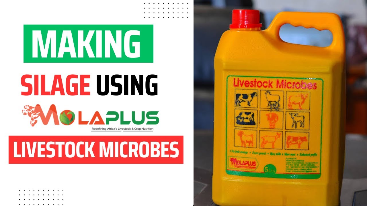 How To Make Silage Using MolaPlus Livestock Microbes - MolaPlus in Zambia