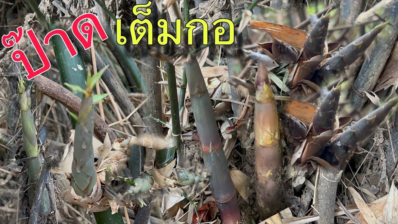 บ่าวเคนถึงกับร้องป๊าดดๆ หน่อไผ่กะซะออกเต็มกอ เจอกอเดียวพอแกงเลยทั้งสับทั้งหักมันส์มือไปเลย