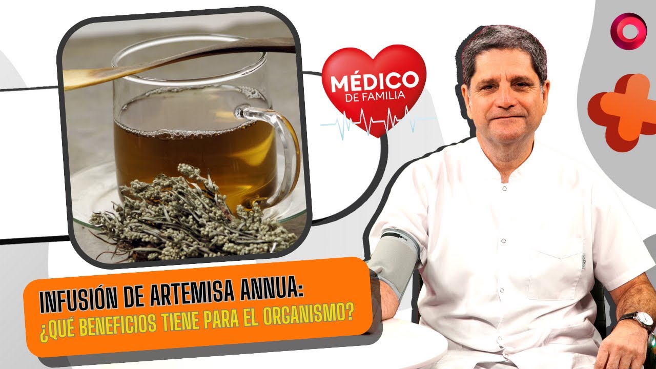 Infusión de Artemisa Annua: ¿Qué beneficios tiene para el organismo? | #MédicoDeFamilia