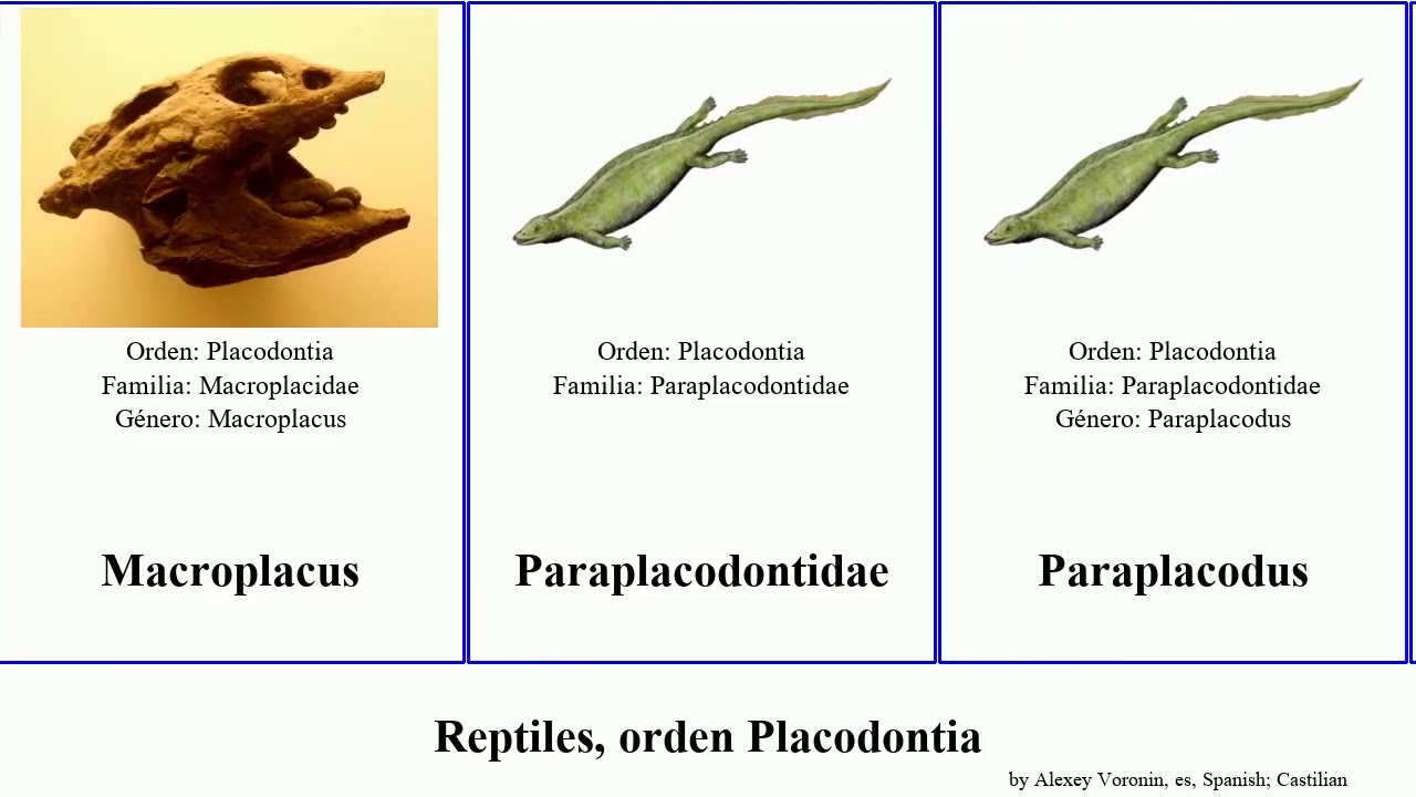 Reptiles, orden Placodontia gigas reptilia Placodus Paraplacodus muensteri Sinocyamodus Hickman