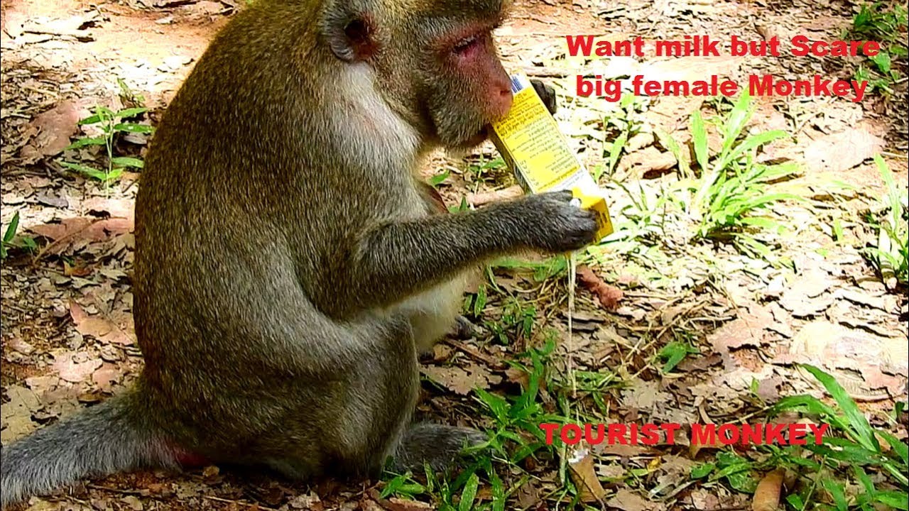 Jane scare big female monkey, She want milk but afraid big monkey attack, Pity Poor monkey Jane