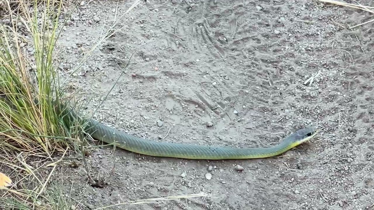Western Racer Along Dry Creek Trail 23Jun2024