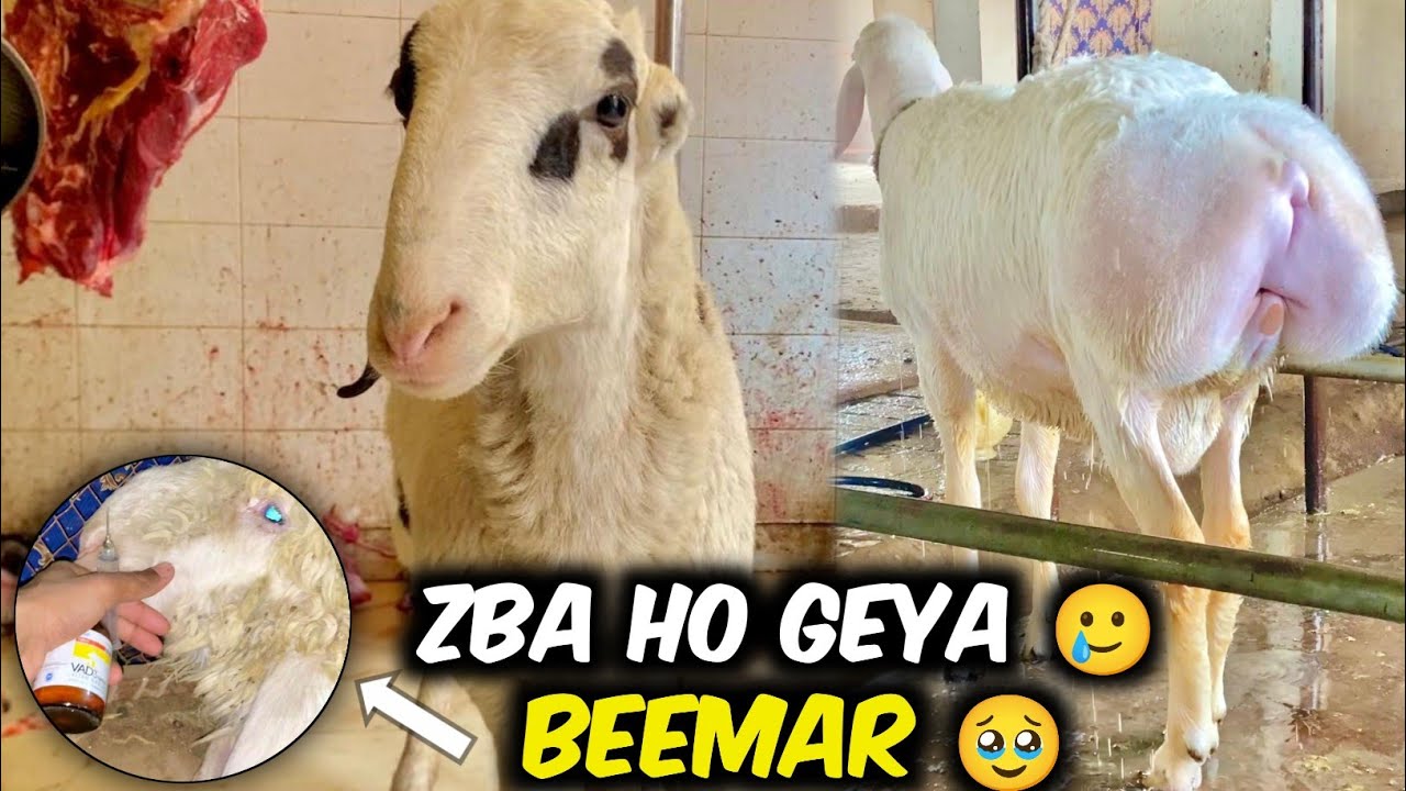 Aj ke video ShoQ k bary Mai 🤍 