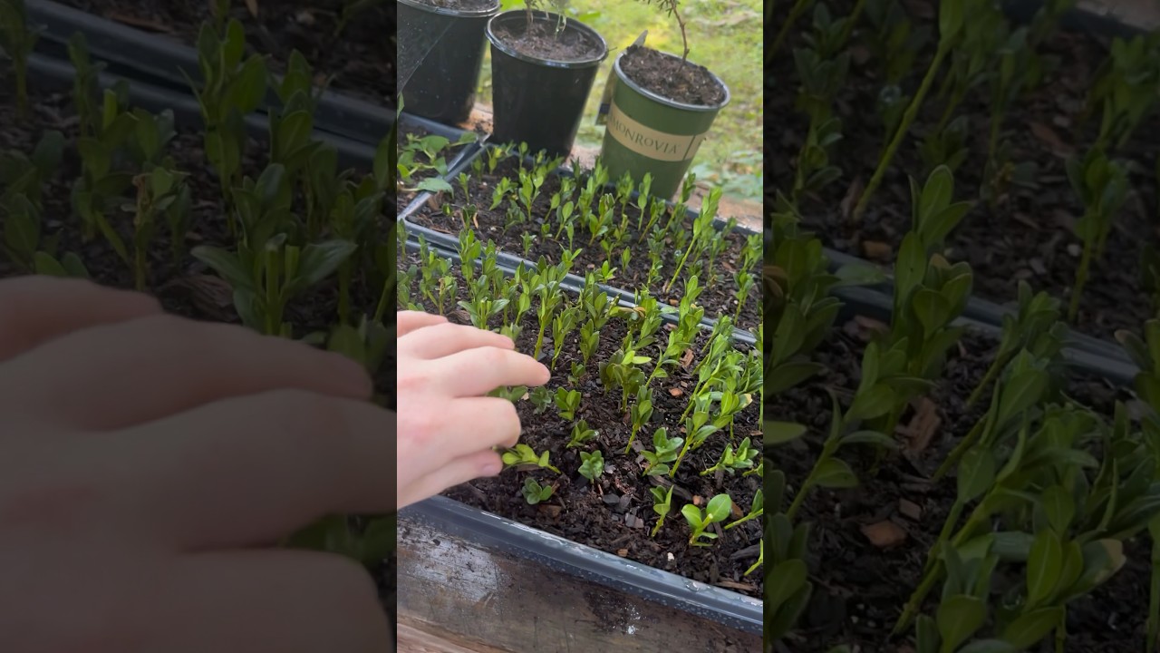 Home backyard side hustle nursery! What&rsquo;s propagating? #gardeninglovers #propagatingplants