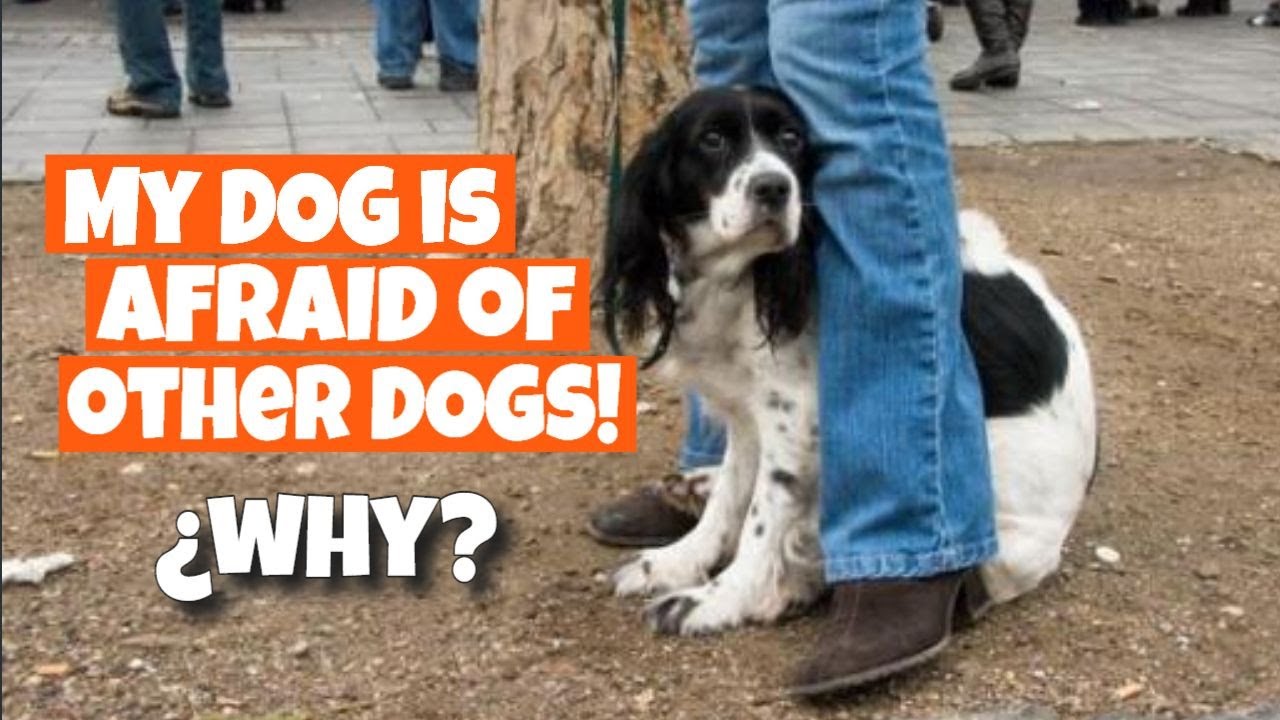 ¡My DOG is AFRAID of other DOGS! 🐶😱What should I do?