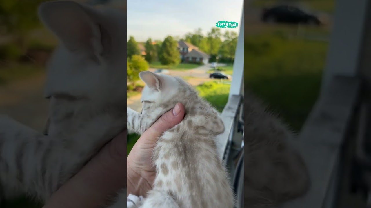 🥺 Mama cat comes home to kitten's cry #shorts