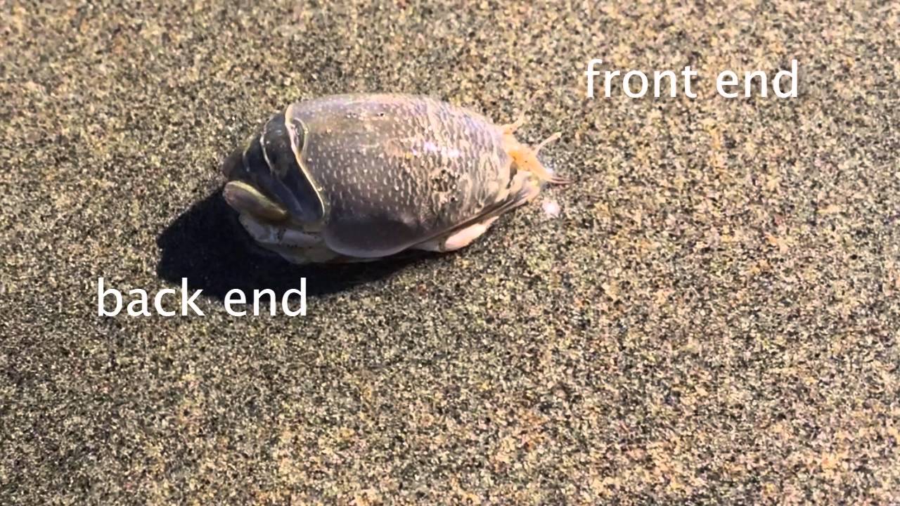 Billions of Sand Crabs just below your feet