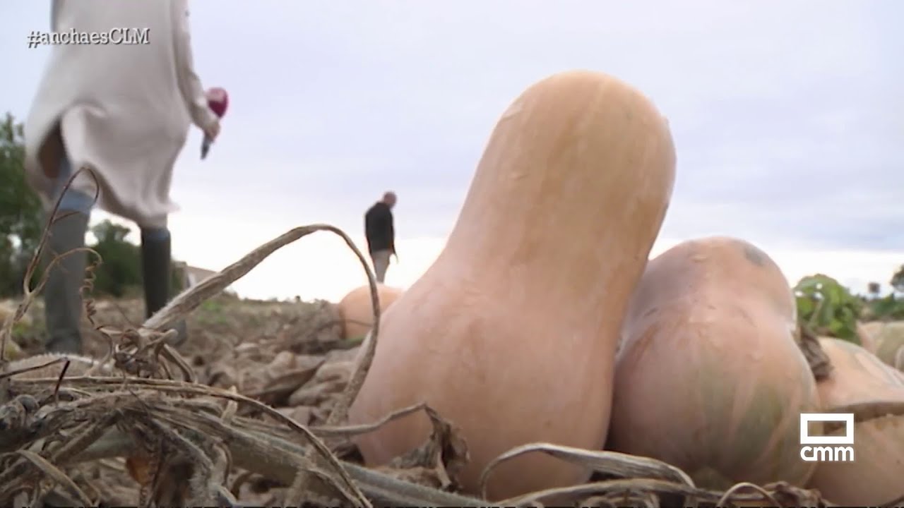 La calabaza cacahuete gana terreno en los campos de Castilla-La Mancha | Ancha es Castilla-La Mancha