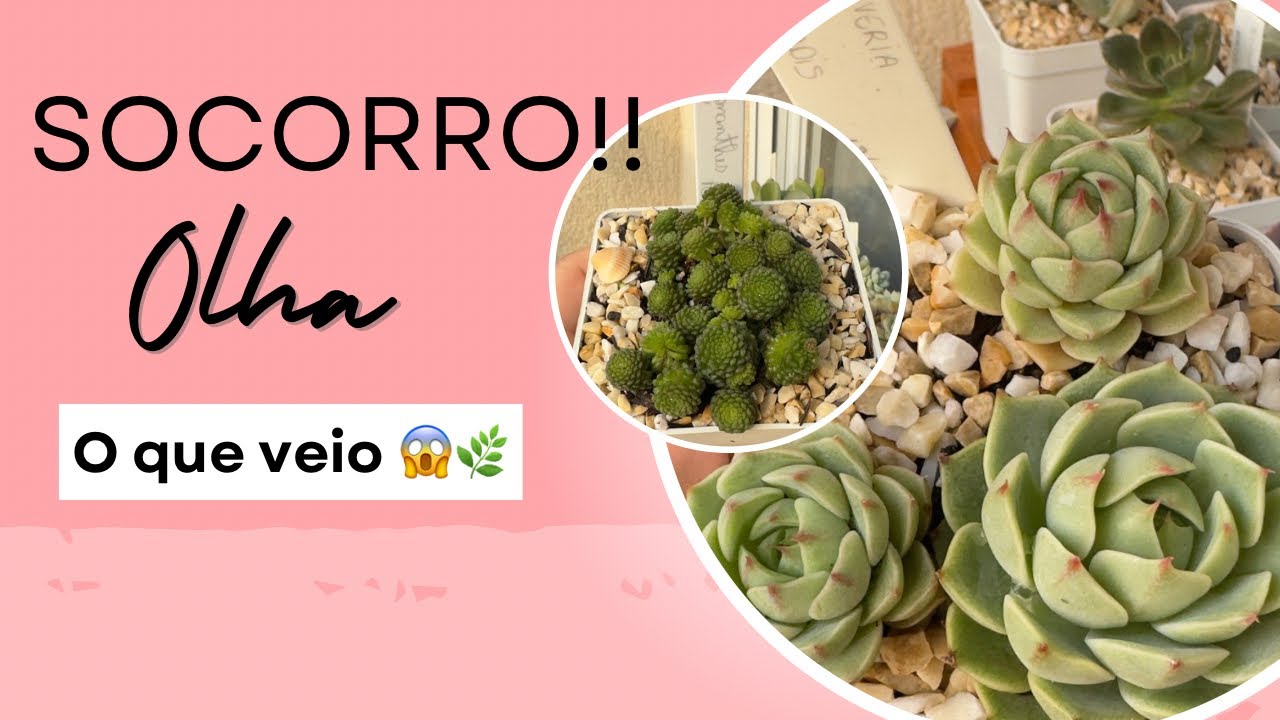 Socorro! Olha o que veio na minha caixa de suculentas 😍📦