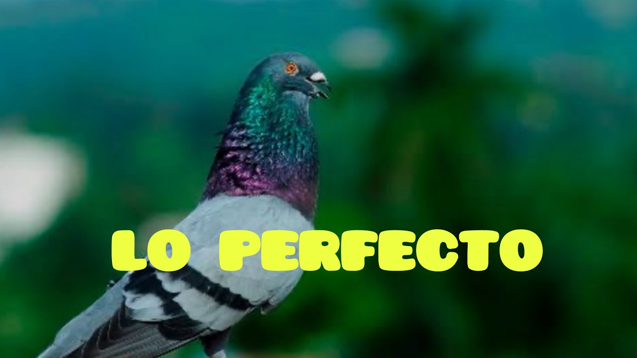 🛑🛑El CRUCE PERFECTO  PARA UN PALOMO