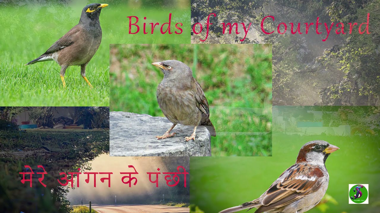 Birds Of My Courtyard - मेरे आंगन के पंछी | For Relaxing, Peace & Meditation l Incredible Safar