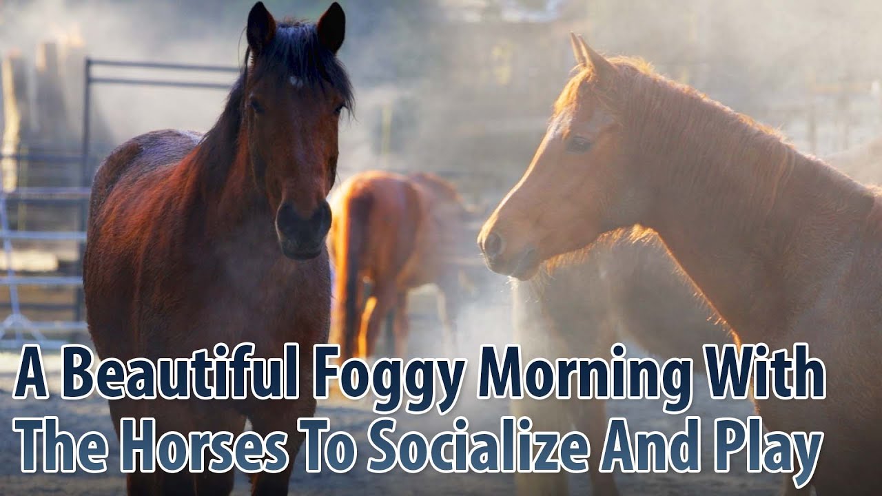 A Foggy Beautiful Morning Of Horses