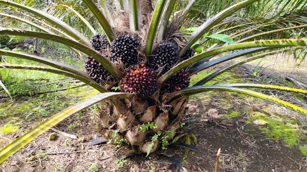 bibit sultan dari palembang!! varietas unggul semiklon 5 Sriwijaya kebun orang tua sangat menggoda