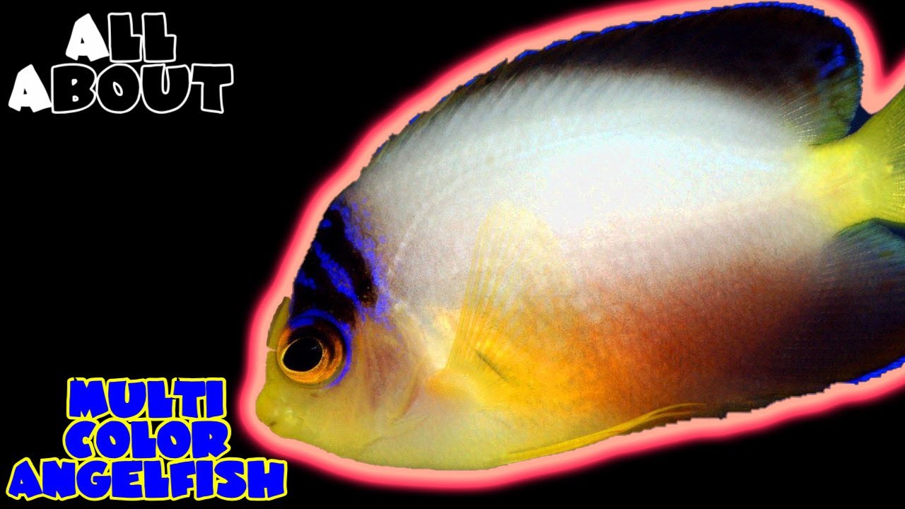 All About The Multi Color Angel or Pastel Pygmy Angelfish or Pearlback Angelfish