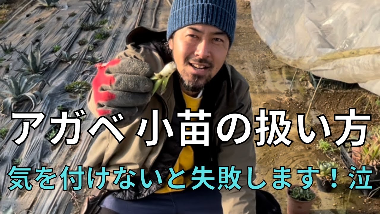 【アガベ大量生産！】繊細な小苗の扱い方、ご解説！