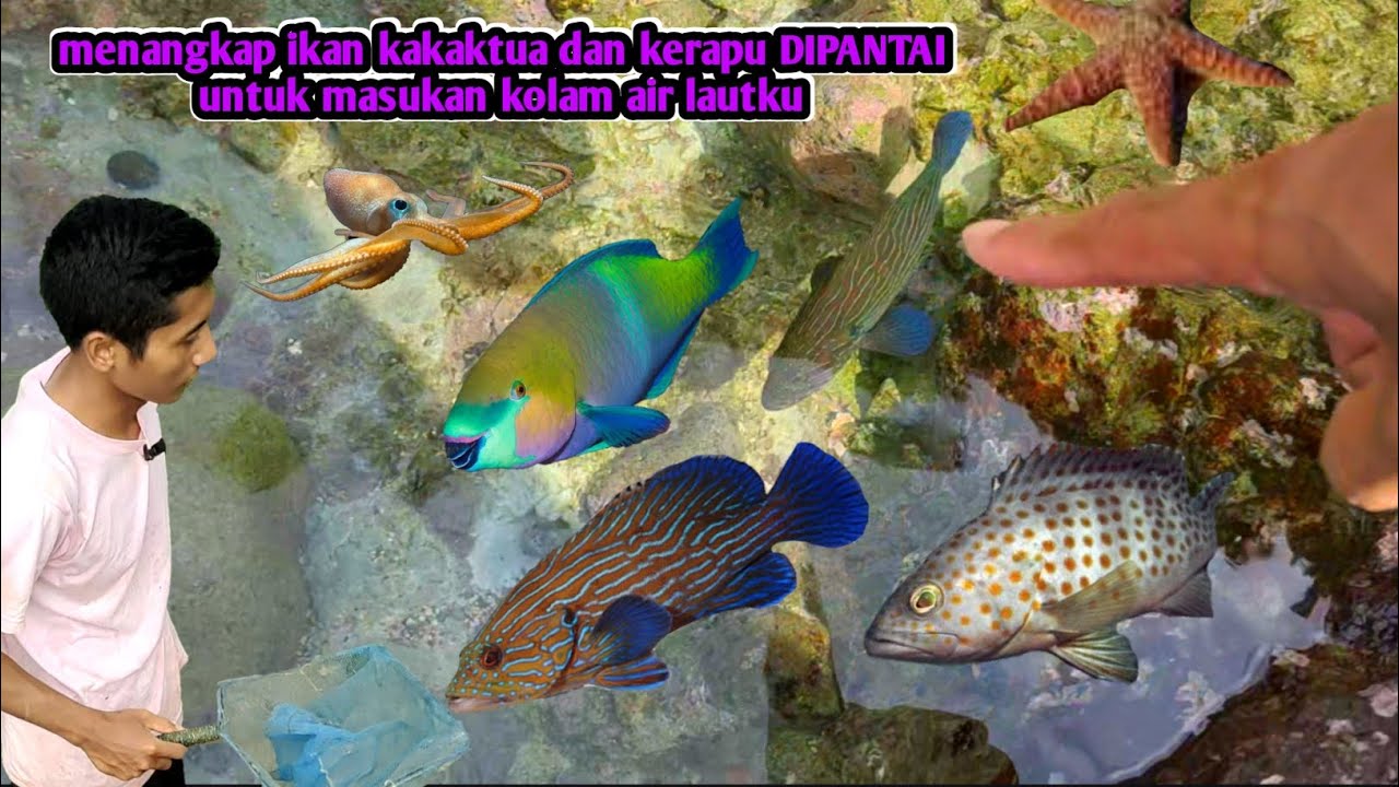 BERBURU IKAN PREDATOR DIPANTAI⁉️ UNTUK DITARUH DI KOLAM AIR LAUT⁉️