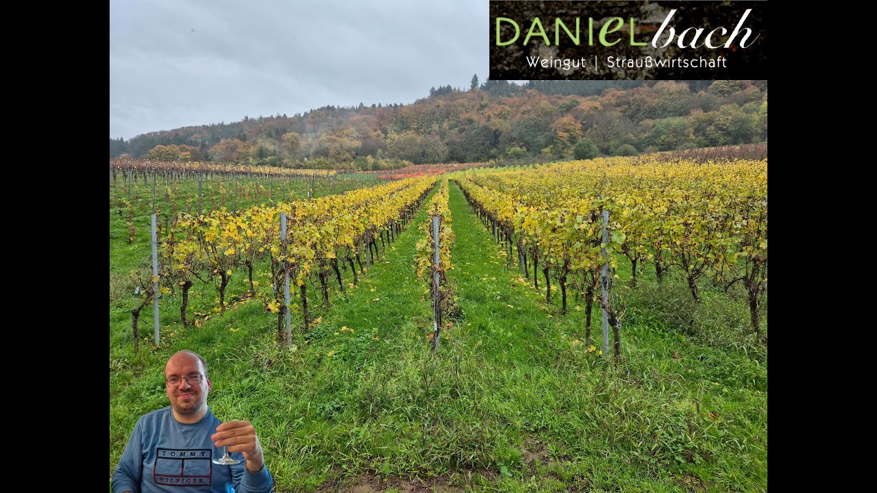 Weinwanderung im Weingut Daniel Bach, Cochem an der Mosel, Rheinland   Pfalz, Deutschland