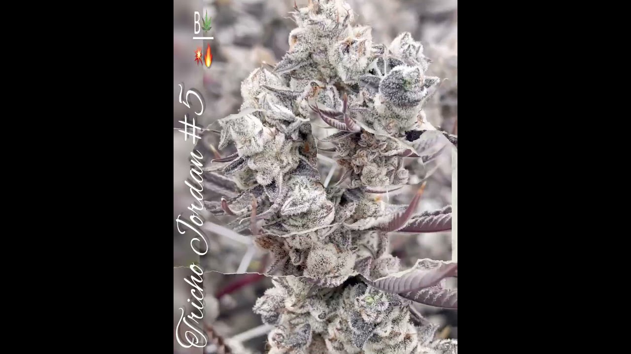 Tricho Jordan #5