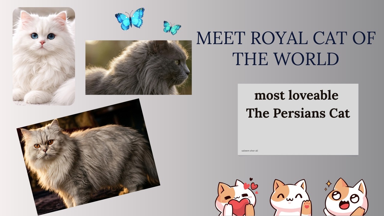 “Meet the Luxury King of Cats | Persian Cat”