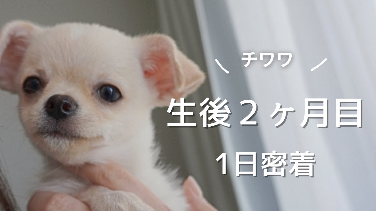 【生後2ヶ月】チワワの一日に密着
