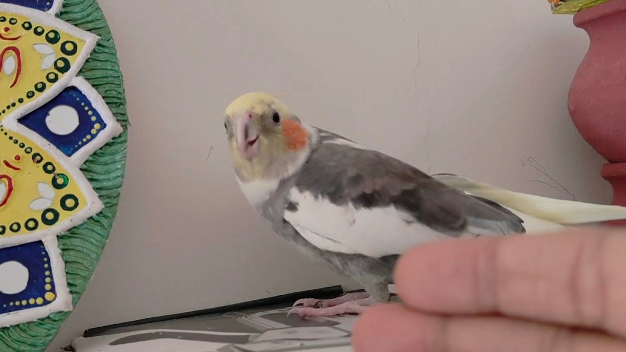 Today special 🐥🐥😡♥️#cockatielcuties #cockatiel #cockatielsinging 