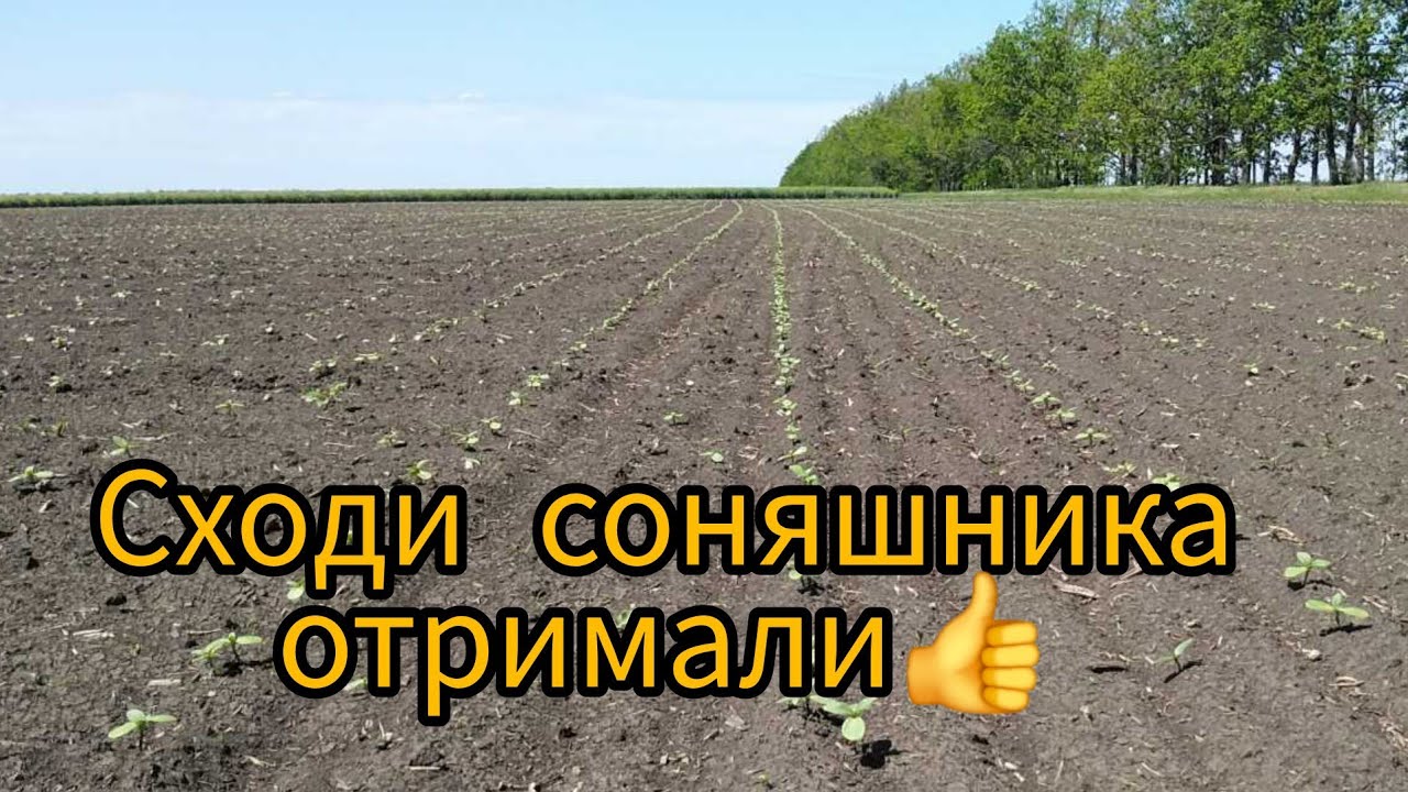 22.05.25. Повноцінні сходи соняшника сульфо ''Ароматік'', '' Цейлон''.Бур'янами по трошки заростає.