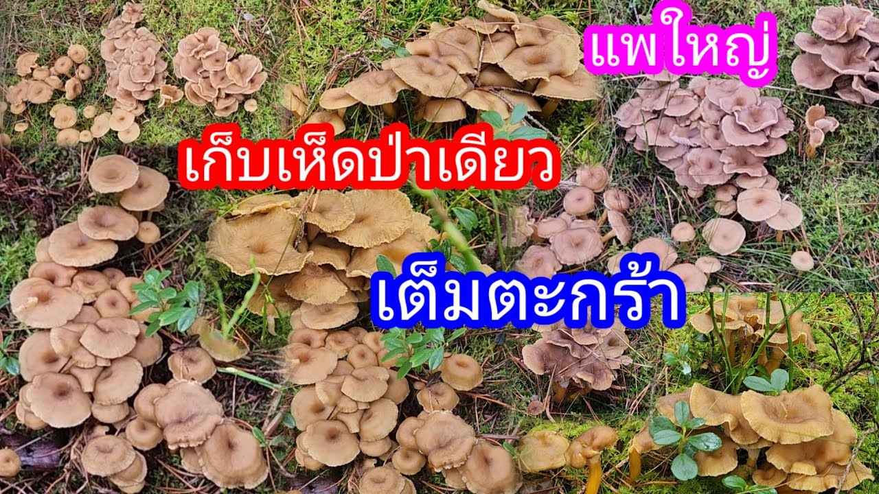 เก็บเห็ดป่าเดียวเต็มตะกร้ามีแต่เห็ดกอใหญ่เก็บฟิน