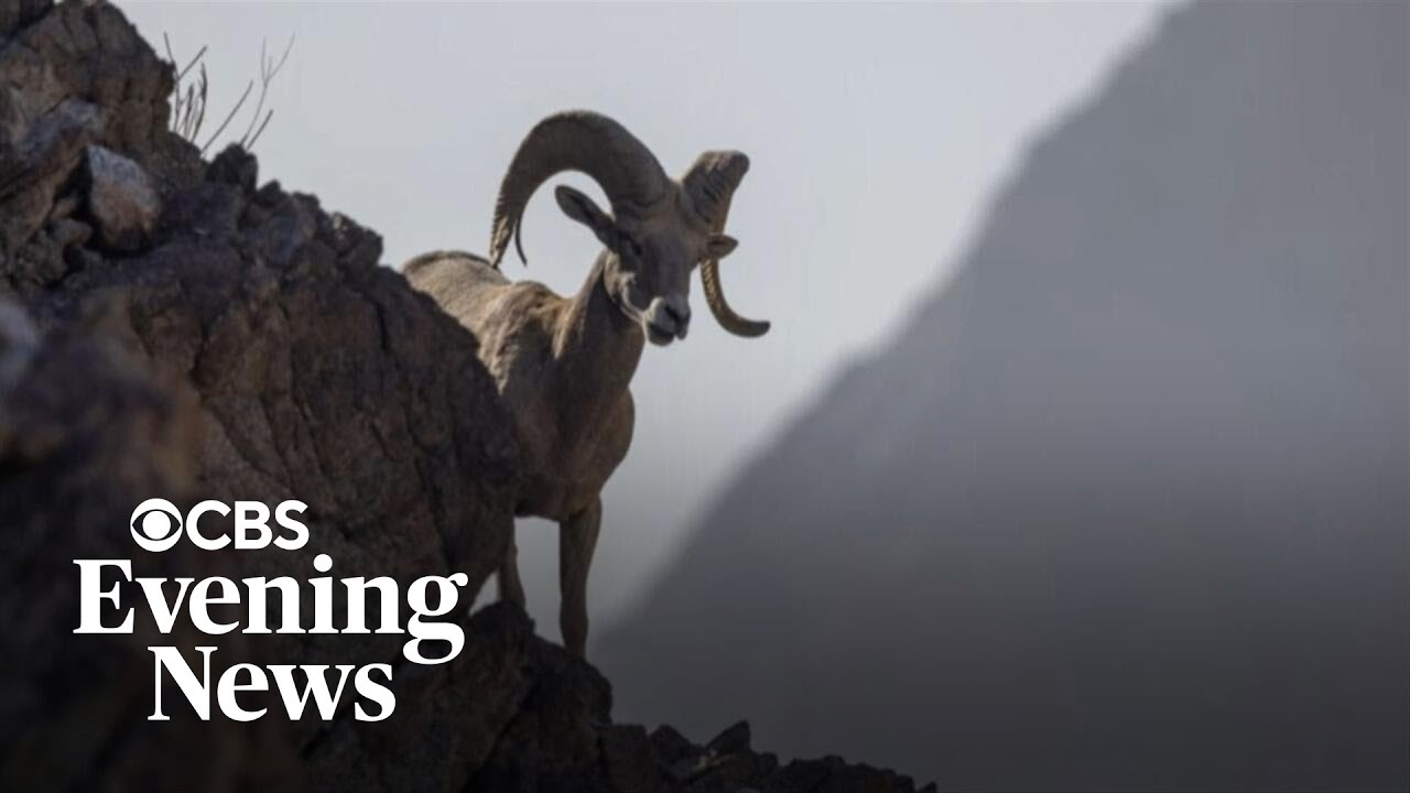 Can Trump overhaul the Endangered Species Act?