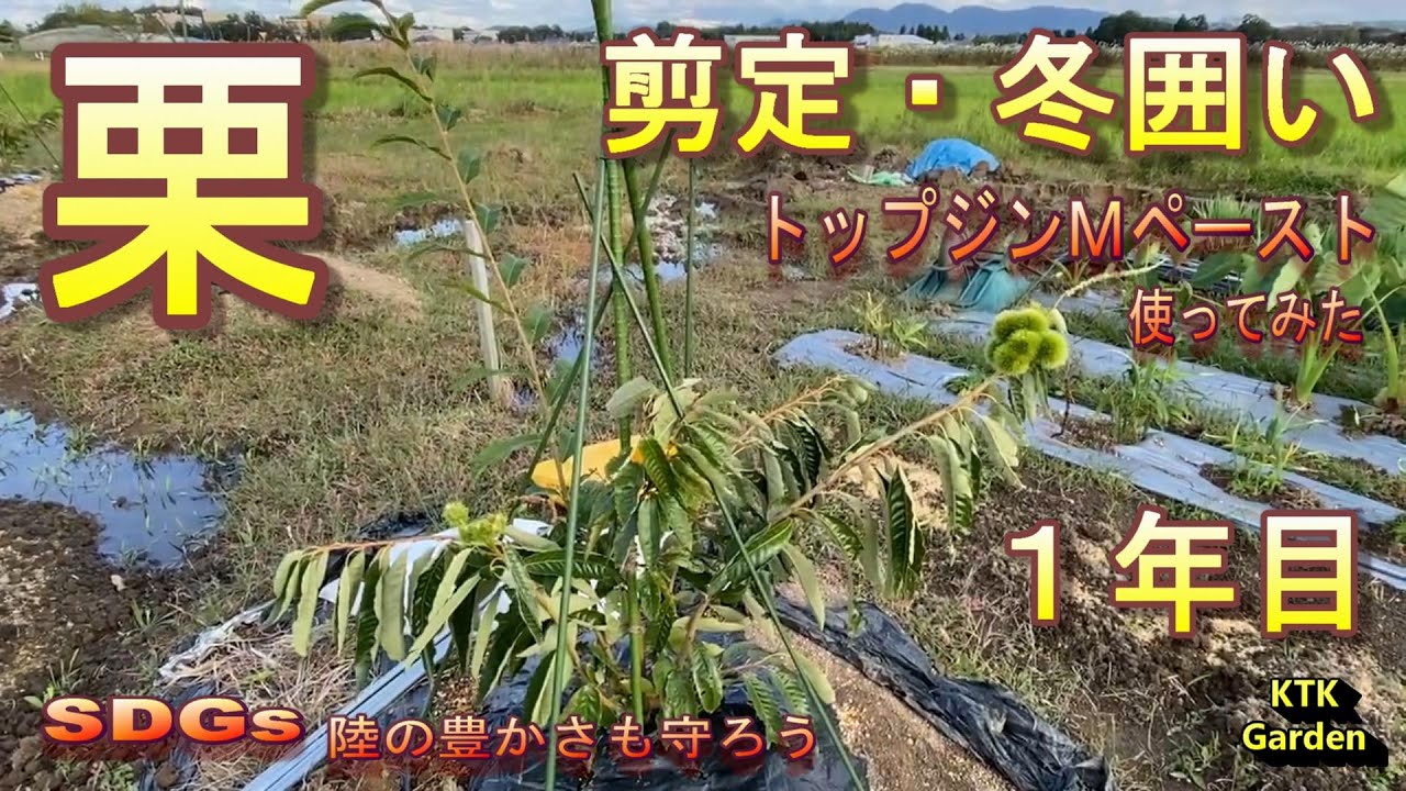 栗の木　1年目＃剪定＃ゆ合促進剤