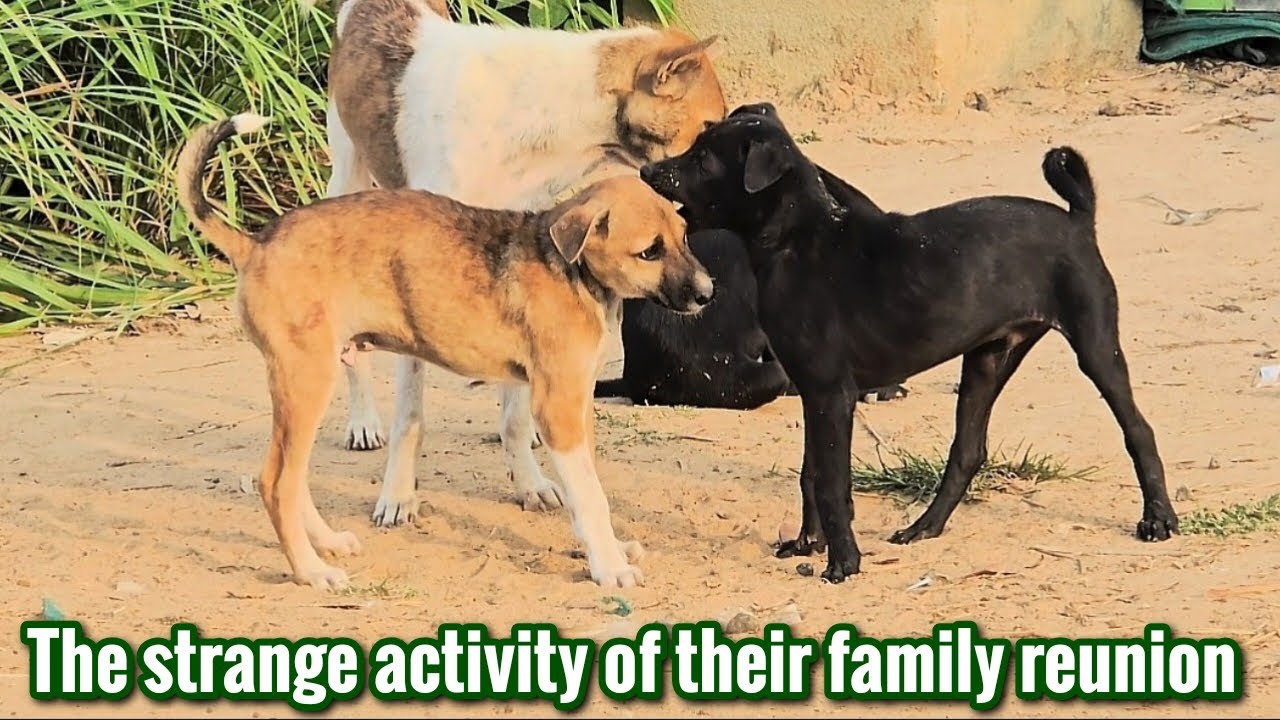 THE STRANGE ACTIVITY OF FAMILY REUNION #dogs