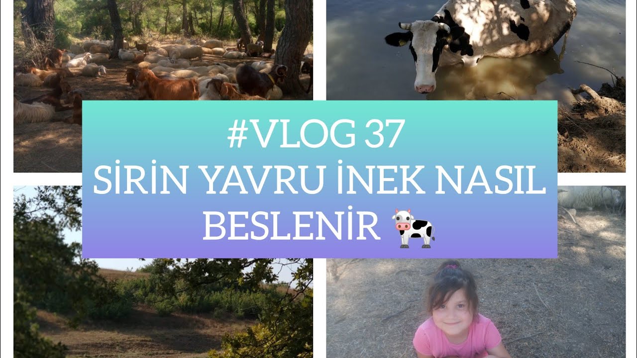 VLOGLU GUNLER /İNEĞİMİZ DOĞURDU /BUZAĞIYA BİBERONLA S&Uuml;T İCİRDİK 🐄 MİLK