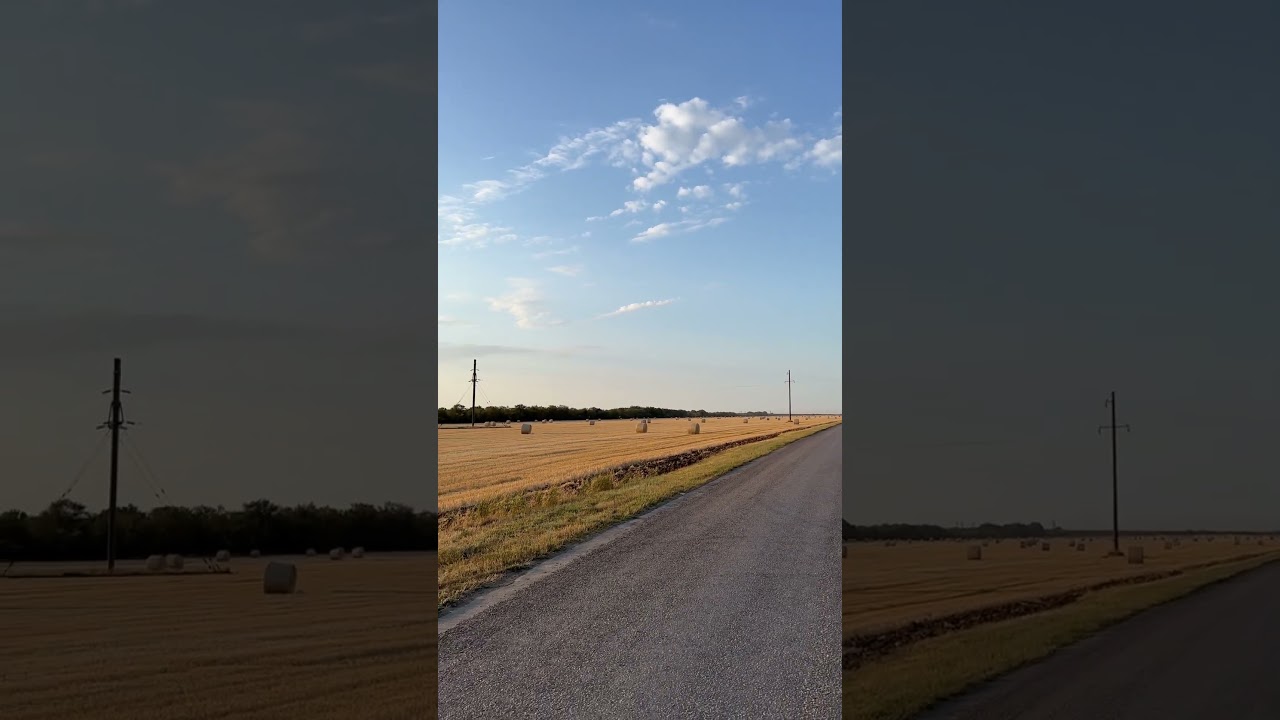 Лошади тяжеловозы 