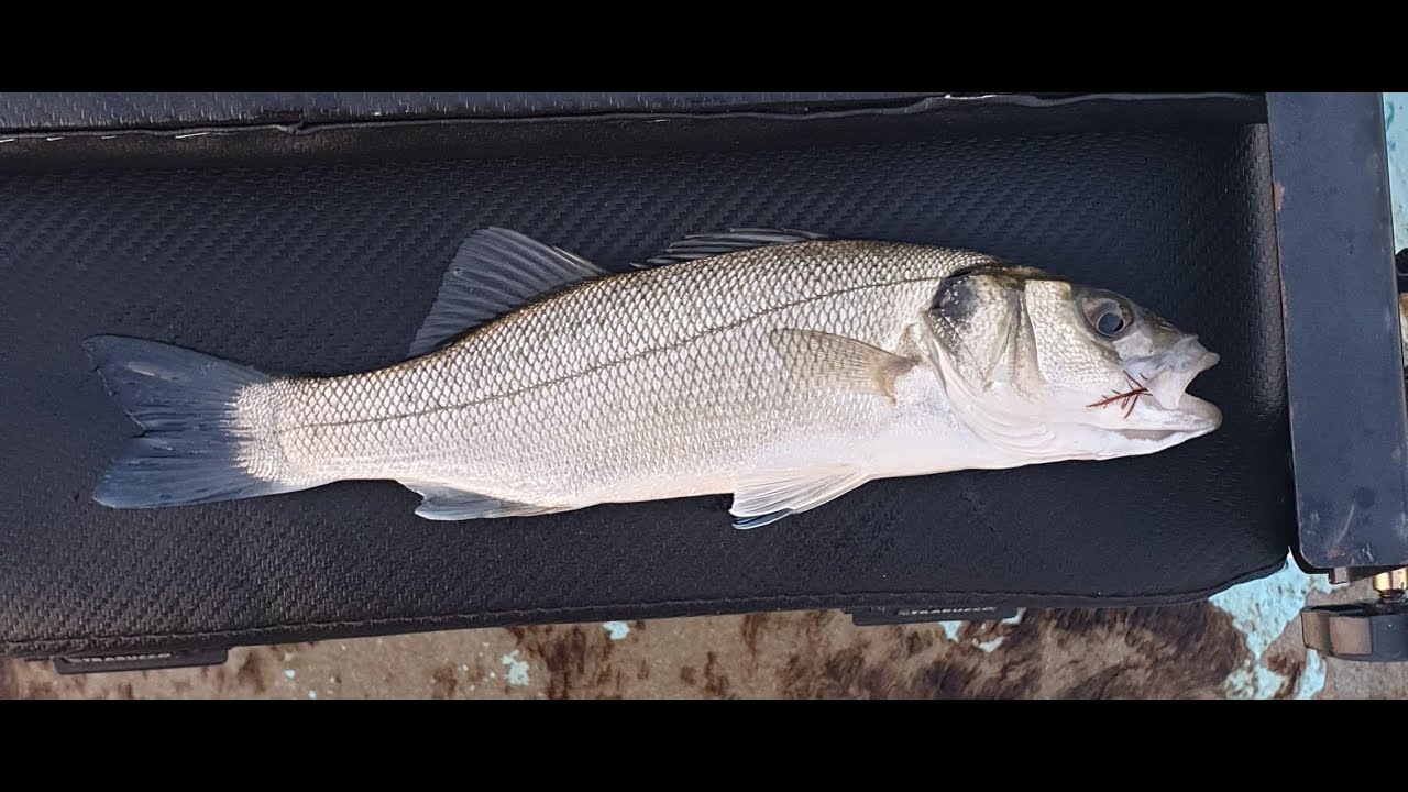 Pesca Bolognese  scatola porta lenze con ruzzole per pescare spigola, orata , sarago, mormora